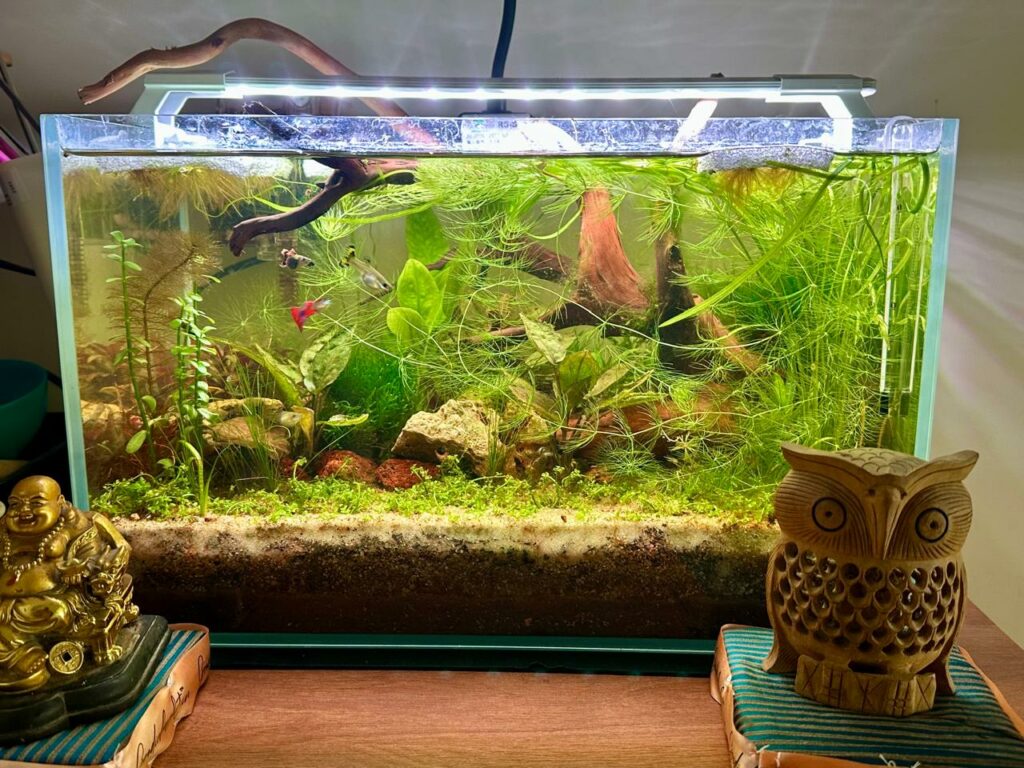 25ltrs after 8 weeks