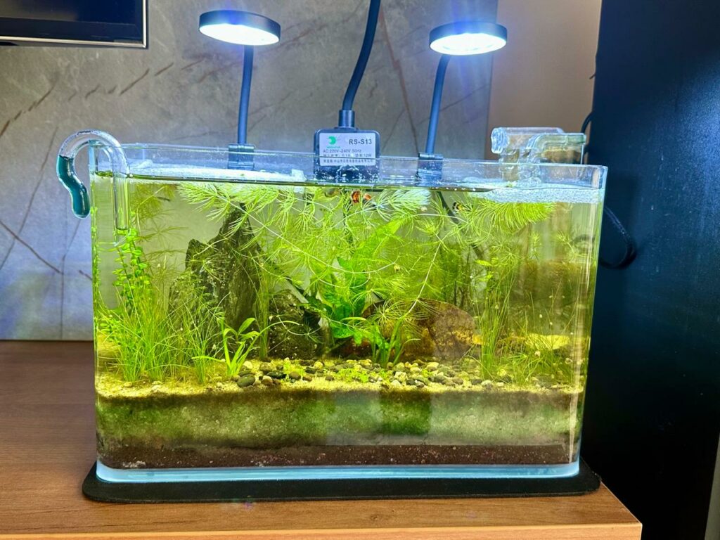 smaller tank for guppies